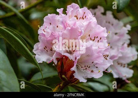 Single pale pink Rhododendron Christmas Cheer flower in spring Stock Photo