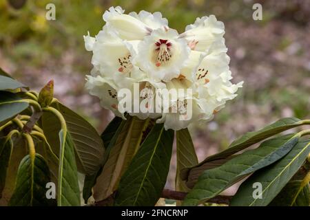 colorful rhododendron flowers in the rhododendron garden Bad Berka Stock  Photo - Alamy