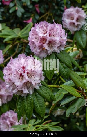 Group of unusual spotted Rhododendron Nimrod Group flowers in spring Stock Photo