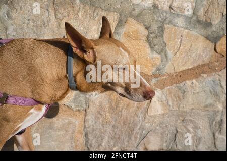 hunting dog of the Podenco breed sitting in the sun. animal Stock Photo