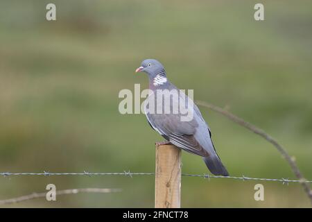 Wood pigeon (Columba palumbus) perched on a fence post Stock Photo