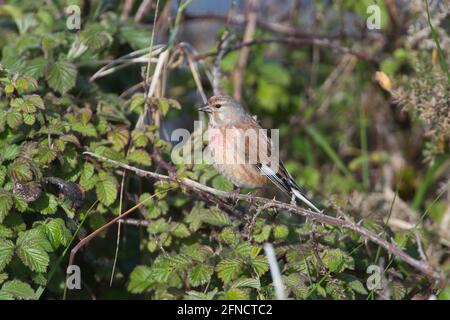 Male common linnet (Carduelis cannabina) in summer plumage Stock Photo