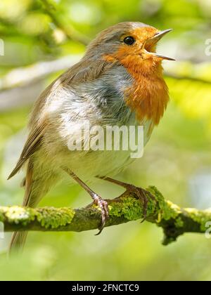 A robin (Erithacus rubecula) singing in the dawn causing perched on a branch at Fairburn Ings, a RSPB Nature Reserve in Leeds, West Yorkshire Stock Photo