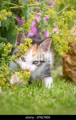 Cute baby cat kitten, white with tortoiseshell patches, playing with flowers of Alchemilla in a colorful flowering garden Stock Photo