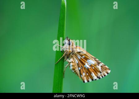 Macro shot of sleeping butterfly with spotted orange and white wings perched on strand of grass. Isolated on green background. Shallow depth of field Stock Photo