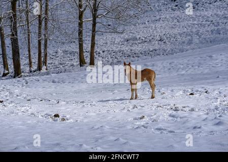 Horses in some meadows in the Espinavell valley, after a snowfall (Ripollès, Catalonia, Spain, Pyrenees) ESP: Caballos en unos prados nevados Stock Photo