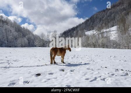 Horses in some meadows in the Espinavell valley, after a snowfall (Ripollès, Catalonia, Spain, Pyrenees) ESP: Caballos en unos prados nevados Stock Photo