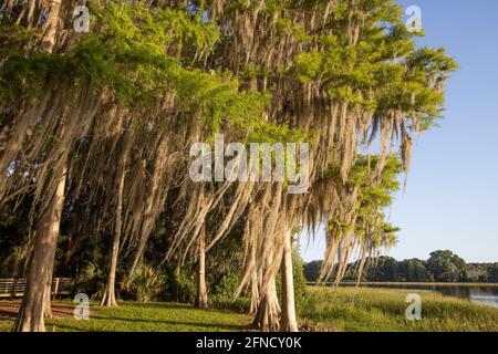 Morning at Liberty Park in Inverness, Florida with spanish moss draped on cypress trees. Stock Photo