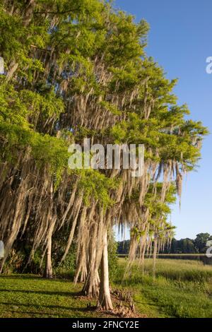 Morning at Liberty Park in Inverness, Florida with spanish moss draped on cypress trees. Stock Photo