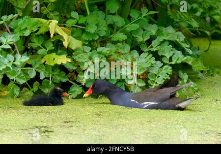 An adult Moorhen (Gallinula chloropus) tends to it's chick on a pondweed covered lake Stock Photo