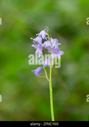 Solitary Bluebell (Hyacinthoides non-scripta) photographed against an out of focus foliage background Stock Photo