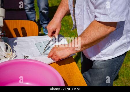 Veterinarian places sample of meat, pork lung tissue, with help of tweezers and scissors on glass tiles for examining trichinosis at outdoor laborator Stock Photo