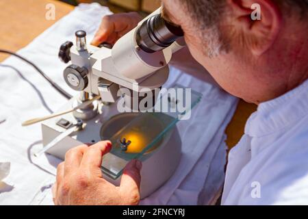 A veterinarian is examining sample of meat, pork lung tissue, on trichinosis, looking on glass tiles under an electric microscope at outdoor laborator Stock Photo