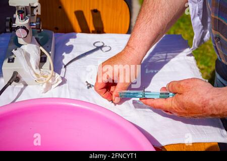 A veterinarian screws glass tiles for analyzing, prepared sample of meat, pork lung tissue for examining on trichinosis at outdoor laboratory. Stock Photo
