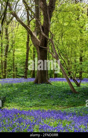 A Bluebell Wood in Sussex on a Sunny Spring Day