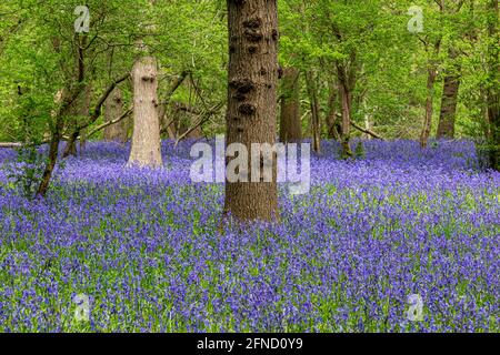 An Abundance of Bluebells in Sussex Woodland in Springtime Stock Photo