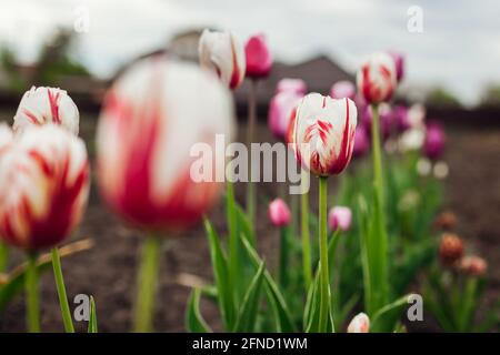 Close up of pink tulips in blossom growing in spring garden. Fancy frills variety. Flowers blooming outdoors in may Stock Photo