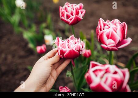 Gardener touch pink peony tulips with white edge growing in spring garden. Columbus variety. Flowers blooming outdoors in may Stock Photo