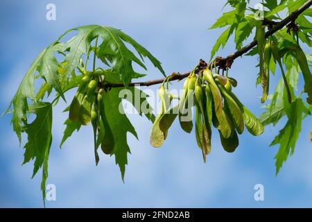 Acer saccharinum Leaves Silver Maple seeds samaras Stock Photo