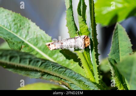 Buff-tip moth, Phalera bucephala, at rest, camouflaged as a small wooden twig. Stock Photo