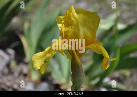 Iris flower with green leaves. Yellow bearded iris blooming in spring time on an overcast day Stock Photo