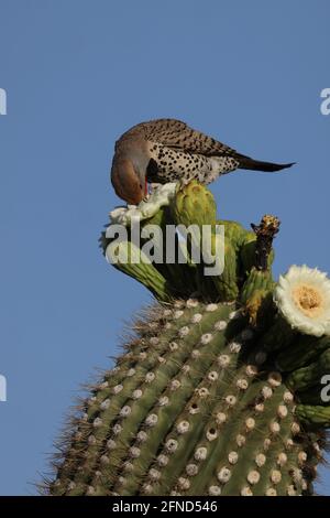 Gilded flicker (Colaptes chrysoides), feeding on nectar from saguaro blossoms, Sonoran desert, Arizona Stock Photo