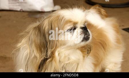 A Pekingese Dog Looking Proudly into the Distance Stock Photo