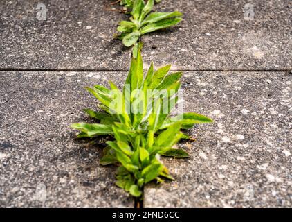 Close and selective focus on perennial dandelion weeds growing in the cracks between concrete paving slabs with intentional bokeh Stock Photo