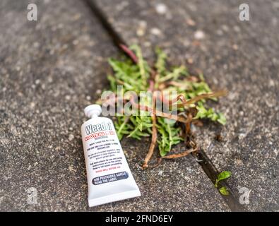 Selective and intentional focus on a tube of Weedol branded weed killer next to perennial weeds growing in the cracks between concrete paving slabs Stock Photo