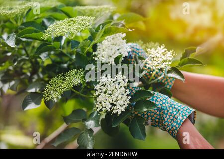Picking Elderflowers. Woman's hands touching fresh elderflowers on tree during harvest, selective focus Stock Photo