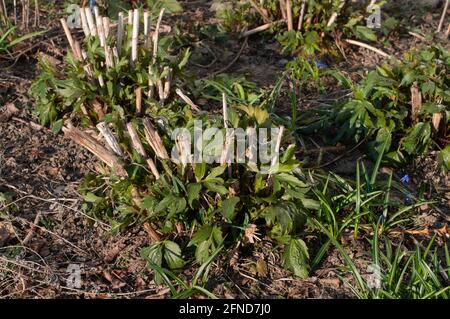 close-up of cut stems of shiny coneflowers in a garden in springtime Stock Photo