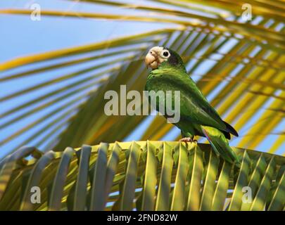 Hispaniolan parrot /Palm Tree   amazona ventralis Stock Photo