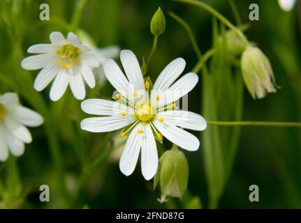 Close-up of the white flower of Mouse-ear chickweed, also known as Starweed Stock Photo