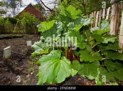 Rhubarb growing in the kitchen garden of a farm Stock Photo