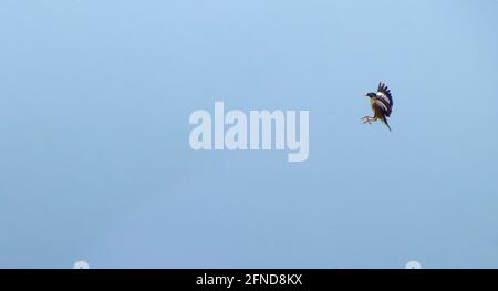 Beautiful Common myna flying in blue skyin at summer time Stock Photo ...