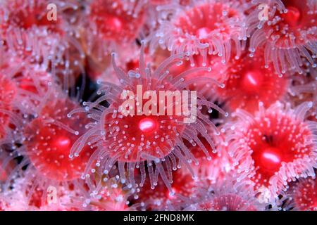 Strawberry Anemone, Corynactis californica Stock Photo
