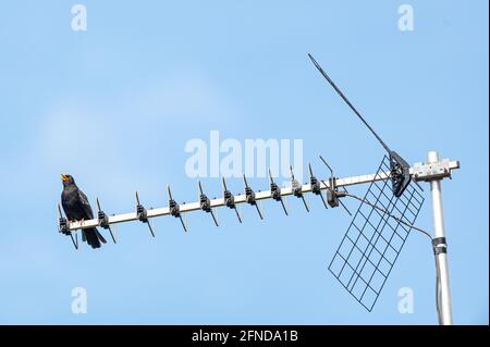 Blackbird, turdus merula , perched on television aerial Stock Photo