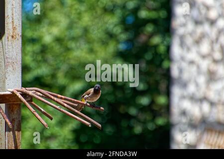 A bird standing on a wire with green trees in the background. Stock Photo