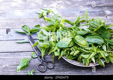 Basil on plate and scissors on rustic table Stock Photo