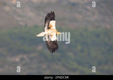 An Egyptian vulture (Neophron percnopterus) flying in the Spanisch Pyrenees mountains. Stock Photo