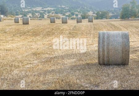 Hay stacks in a field of cut dried grass. Summer harvest landscape, soft focus Stock Photo
