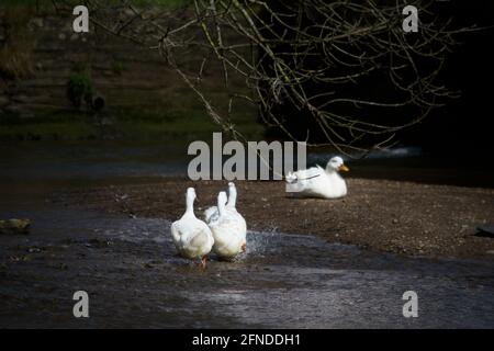 A group of white ducks splashing across a shallow stream; one sits on a gravel riverbank beneath a tree. Shallow lake side or ford in a river Stock Photo