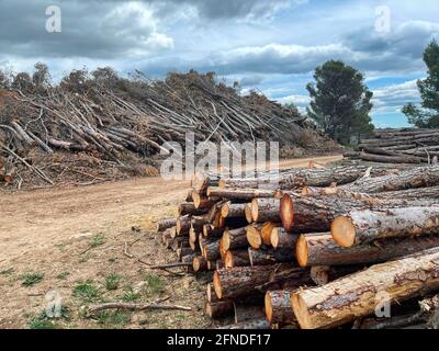 a pile of felled pine logs piled up on the edge of a path, wood, pinewood raw material, cut down forest, horizontal Stock Photo