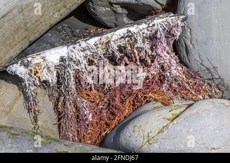 Red algae aka Rhodophyta,  seaweed, showing calcium carbonate core, Kimmeridge Ledge, Kimmeridge Bay, Isle of Purbeck, Jurassic Coast, Dorset, UK Stock Photo