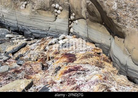 Low tide, Red algae aka Rhodophyta,  seaweed, showing calcium carbonate core, limpets, Kimmeridge Ledge, dolomite ledge, Kimmeridge Bay, Isle of Purbe Stock Photo