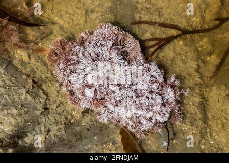 Red algae aka Rhodophyta, seaweed, showing calcium carbonate core, Kimmeridge Ledge, Kimmeridge Bay, Isle of Purbeck, Jurassic Coast, Dorset, UK Stock Photo