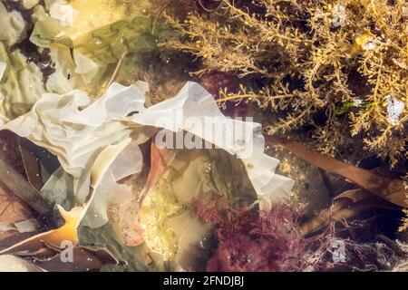 Red algae aka Rhodophyta, seaweed, Kimmeridge Ledge, Kimmeridge Bay, Isle of Purbeck, Jurassic Coast, Dorset, UK Stock Photo