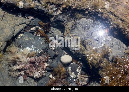 Rock pool, Kimmeridge Ledge, dolomite ledge, wave cut platform, Kimmeride clay cliff, Kimmeridge Bay, Isle of Purbeck, Jurassic Coast, Dorset, UK Stock Photo