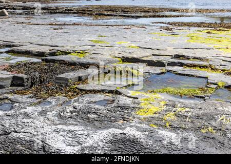 Rock pool, Kimmeridge Ledge, dolomite ledge, wave cut platform, Kimmeride clay cliff, Kimmeridge Bay, Isle of Purbeck, Jurassic Coast, Dorset, UK Stock Photo