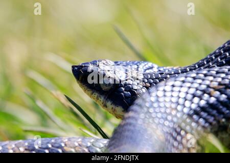 An all black eastern hognose snake flaring out it's neck in a defensive mechanism. This snake is harmless but will puff out to look like a cobra.  Stock Photo